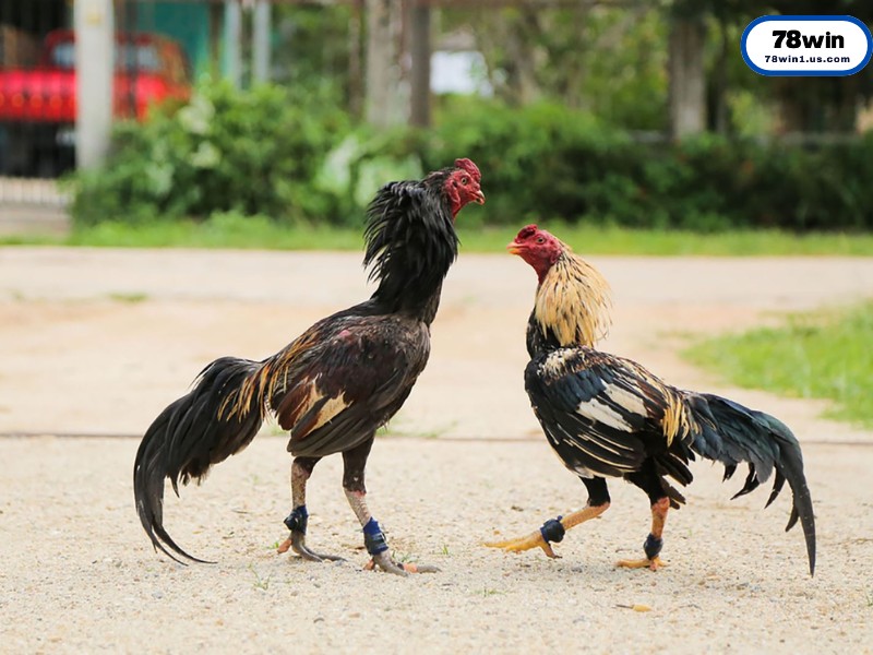 Bí Quyết Chọn Gà Mỹ Hay Từ Các Sư Kê Chuyên Nghiệp