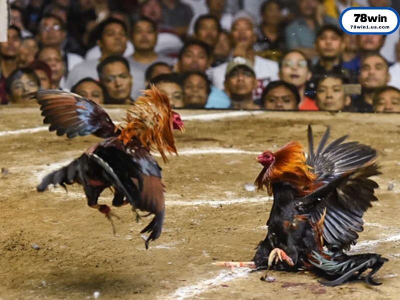 Điểm Danh Các Dòng Gà Mỹ “Làm Mưa Làm Gió” Hiện Nay
