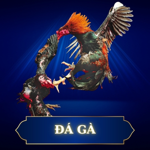 đá gà